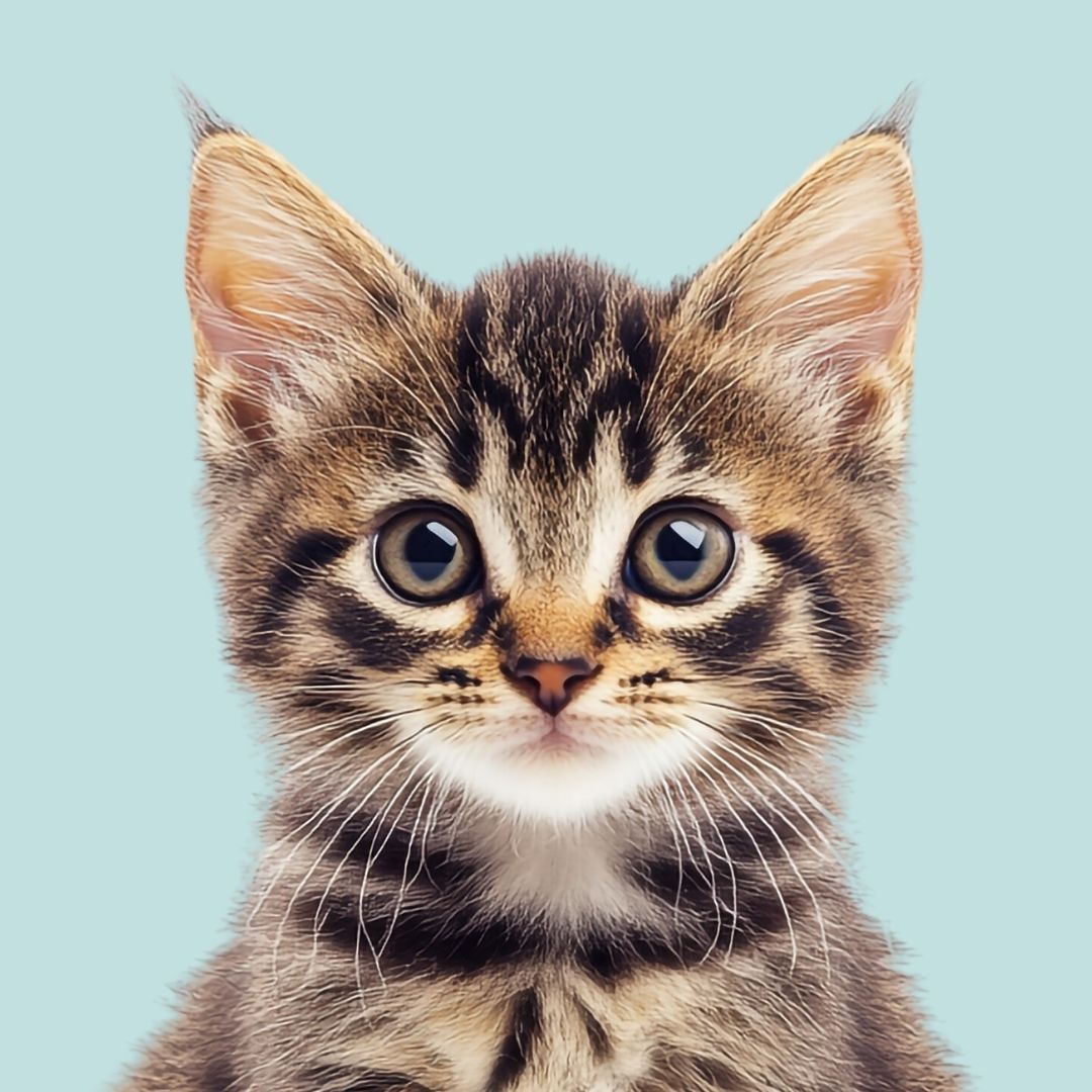 Kitten