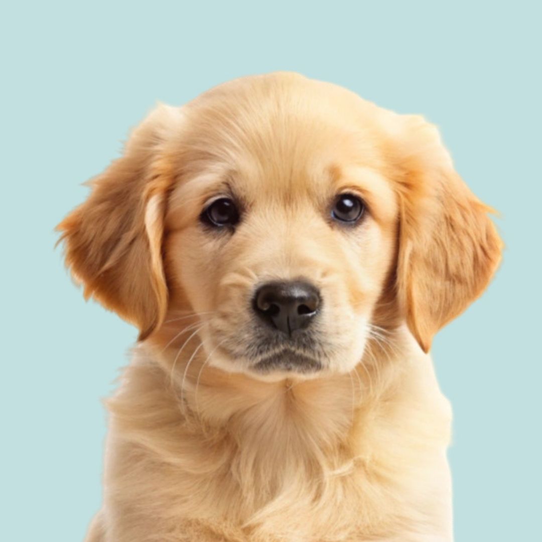 Puppy