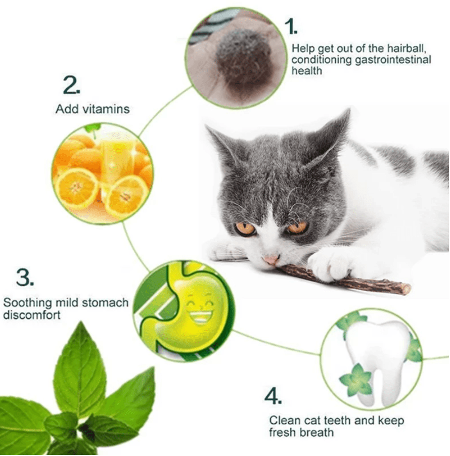 Catnip Stick (Best for Cat Dental Health) (Pack of 4)